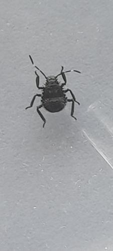 Halyomorpha halys