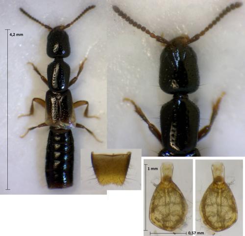 Leptacinus sulcifrons