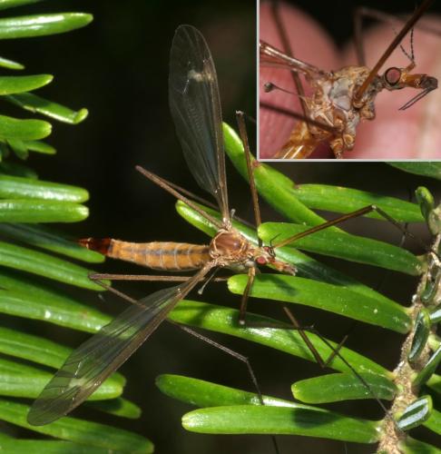 Réf. 307 130 : Tipula sp.