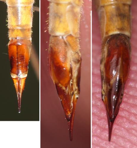Réf. 307 131 : Tipula sp.