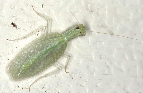 Neomantis australis