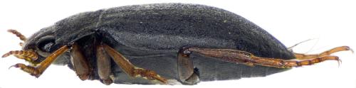 Deronectes delarouzei