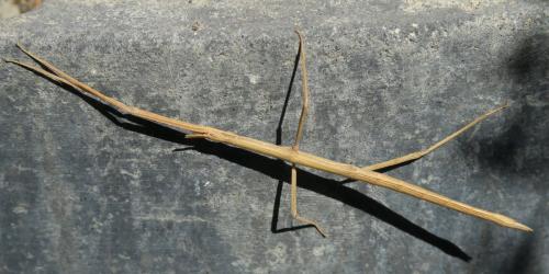 Réf. 307 925 : Clonopsis gallica