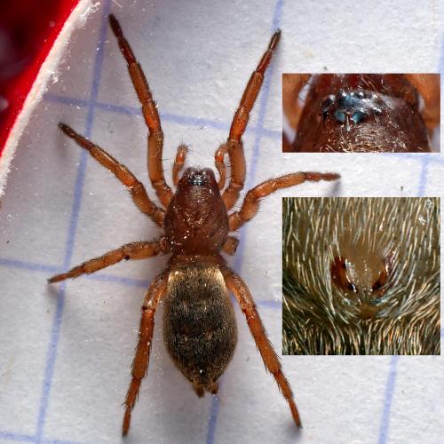 Réf. 307 591 : Haplodrassus umbratilis