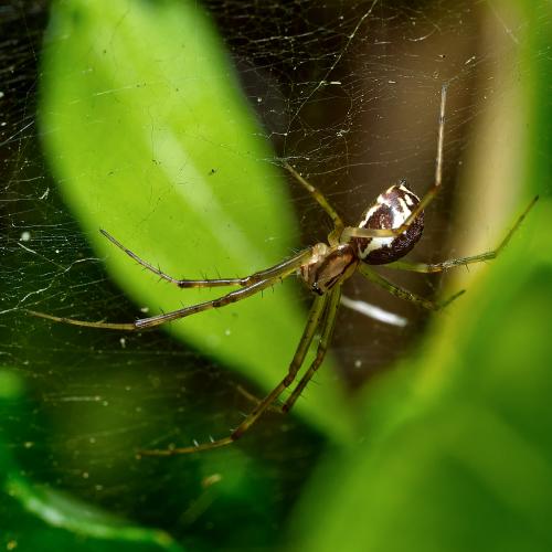 Réf. 307 399 : Linyphia triangularis