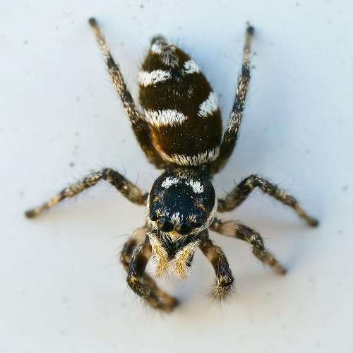Réf. 307 360 : Salticus scenicus