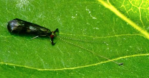 Réf. 307 476 : Mystacides azureus