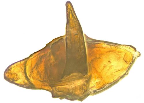 Réf. 307 312 : Hydroporus longulus