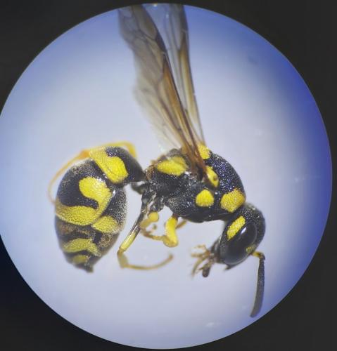 Antepipona deflenda