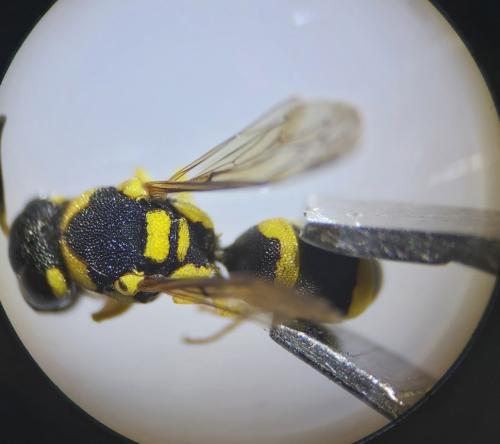 Antepipona deflenda