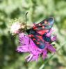 307550 – Photo : Philippe Fourtier – France (38)