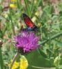 307815 – Photo : Philippe Fourtier – France (38)