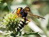 307381 – Photo : Danièle Tixier-Inrep – France (30)