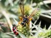 307382 – Photo : Danièle Tixier-Inrep – France (30)