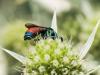 307228 – Photo : Danièle Tixier-Inrep – France (30)