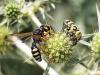 307422 – Photo : Danièle Tixier-Inrep – France (30)