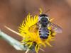 307567 – Photo : Danièle Tixier-Inrep – France (30)