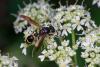 307771 – Photo : Michel Renou – France (91)