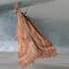 307442 – Photo : Liliane Delattre – France (30)