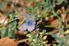 Polyommatus sp.