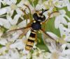 307687 – Photo : Jean-Michel GAREL – France (89)