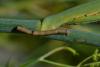 307163 – Photo : Josselyne Bayle – France (33)