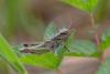 307737 – Photo : Arnaud Badiane – France (01)