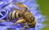 307489 – Photo : Christian Berquer – France (50)