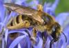 307490 – Photo : Christian Berquer – France (50)