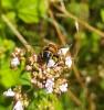307504 – Photo : Guillaume Morand – France (38)