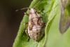 307787 – Photo : Jean-Claude Lablanquie – France (63)