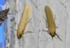 307765 – Photo : Jean-Jacques PORTENEUVE – France (83)