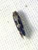 307116 – Photo : Moth-er – France (69)