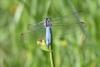 Orthetrum brunneum