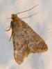 307211 – Photo : Jean-Jacques PORTENEUVE – France (83)