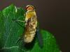 307561 – Photo : Florian ALONSO – France (69)