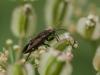 307700 – Photo : BourrinOman – France (05)