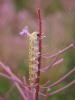 307703 – Photo : BourrinOman – France (05)