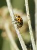 307704 – Photo : BourrinOman – France (05)