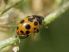 307705 – Photo : BourrinOman – France (05)
