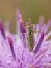 307796 – Photo : BourrinOman – France (05)