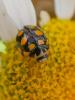 307832 – Photo : BourrinOman – France (05)