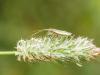307838 – Photo : BourrinOman – France (05)