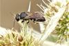 Hylaeus sp.