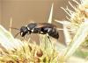 Hylaeus sp.
