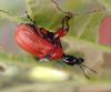 307577 – Photo : Catherine Reymonet-Smitten – France (19)