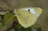 307606 – Photo : Christian Berquer – France (38)