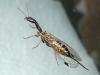307033 – Photo : Syrphus – France (34)