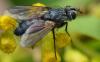 307390 – Photo : Christian Berquer – France (50)