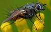 307391 – Photo : Christian Berquer – France (50)